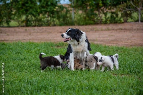 Adorable Australian Shepherd dog with its puppies on lush green grass.