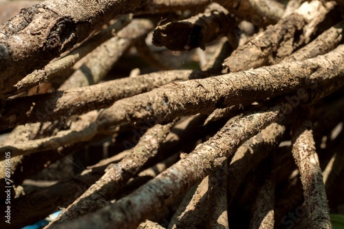 Closeup shot of an organized pile of wooden sticks