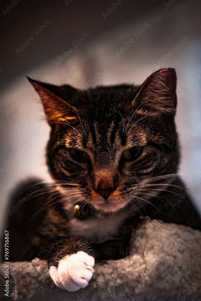 Close-up shot of a grey-furred domestic cat on a scratching post, its paw outstretched in midair Close-up shot of a grey-furred domestic cat on a scratching post, its paw outstretched in midair