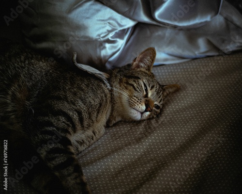 Close-up image of an adorable cat lying on a soft pillow