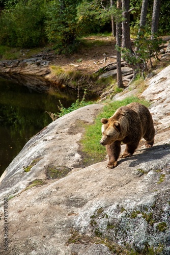 Brown bear atop a large boulder with a scenic lake and surrounding greenery in the background