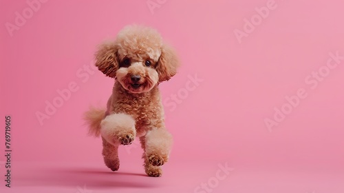 Amusing dynamic poodle getting around pink background
