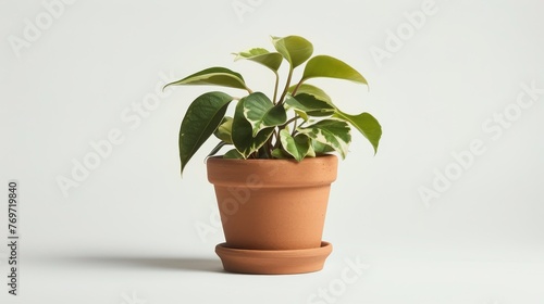 Vector houseplant in a handmade clay pot, celebrating craftsmanship and sustainable growth, isolated