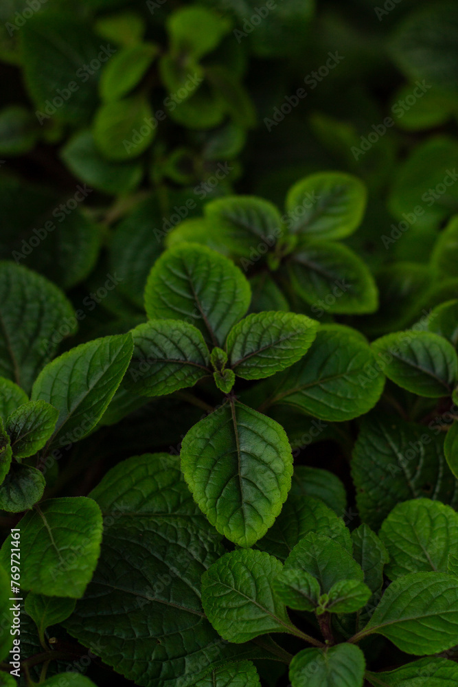 Delicate Fern Fronds Green Leaves Delicate Fern Fronds Green Leaves