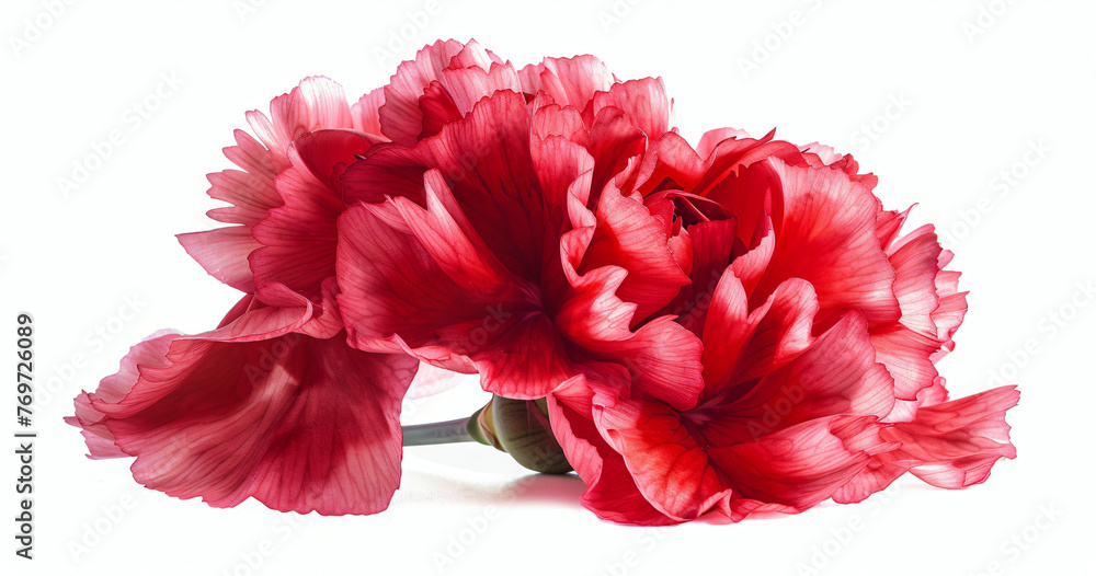 Elegant carnation in glass vase on white background Elegant carnation in glass vase on white background