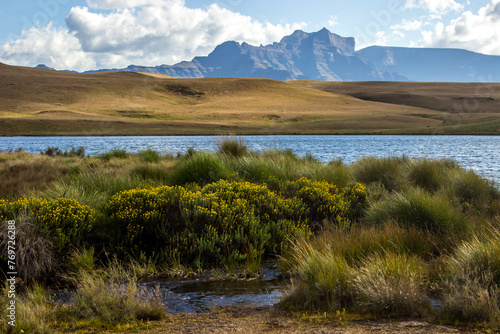 Yellow wildflowers growing on the shores of a small lake in the Drakensberg mountains with the majestic, rugged basalt cliffs rising in the Background photo