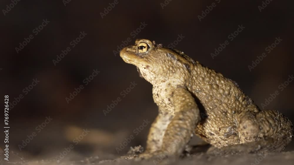 Closeup video of a common toad on the ground on a blurred background at night Closeup video of a common toad on the ground on a blurred background at night