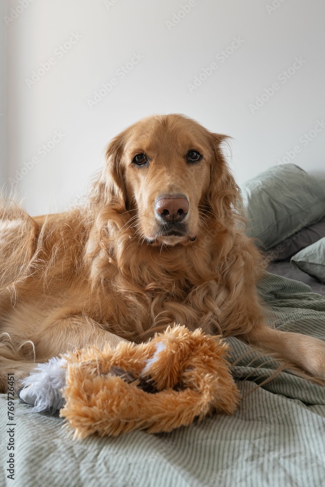 Vertical of a golden retriever lying in a bed