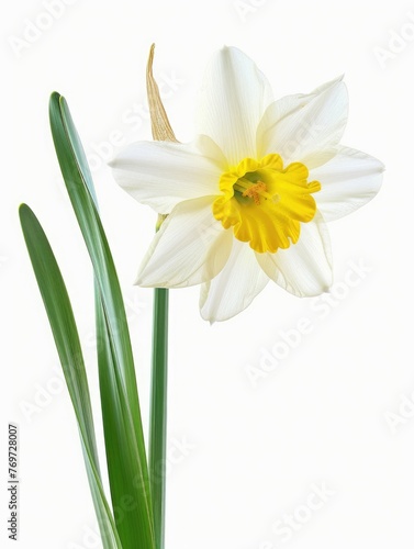 Isolated White Daffodil Flower with Stem and Green Leaves, Cut-Out Flower Head on White Background