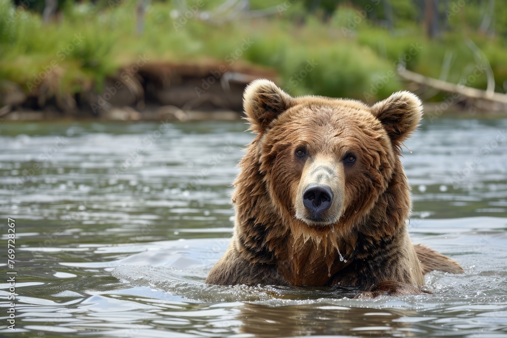 North Adventure with Adorable Grizzly Bear in Summer: An Active Adult Animal North Adventure with Adorable Grizzly Bear in Summer: An Active Adult Animal