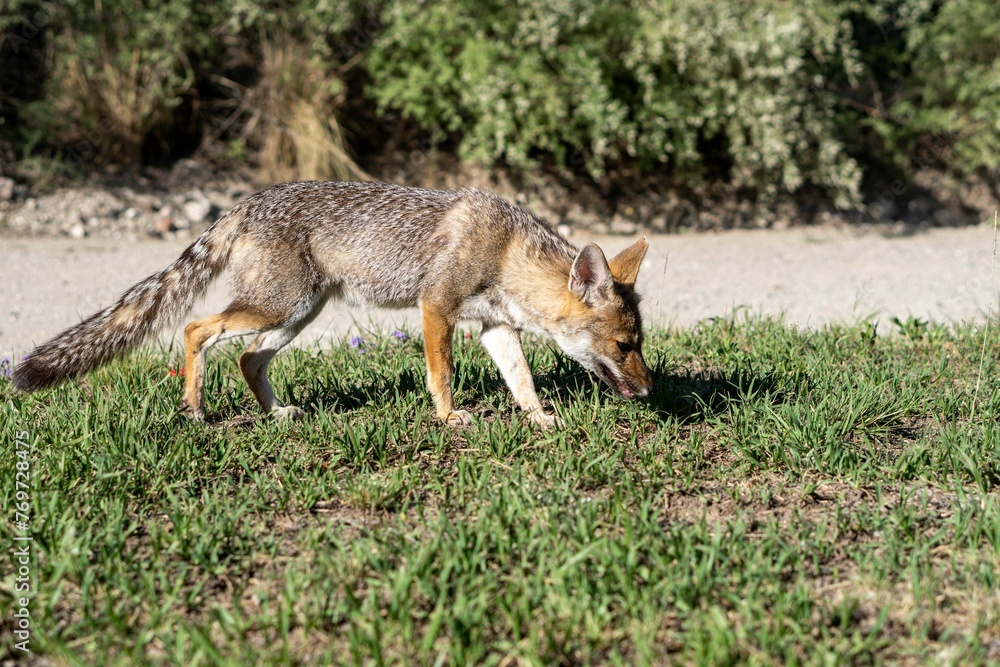 Fototapeta premium Fox is snout-deep in a lush grassy field, exploring its habitat with its keen sense of smell