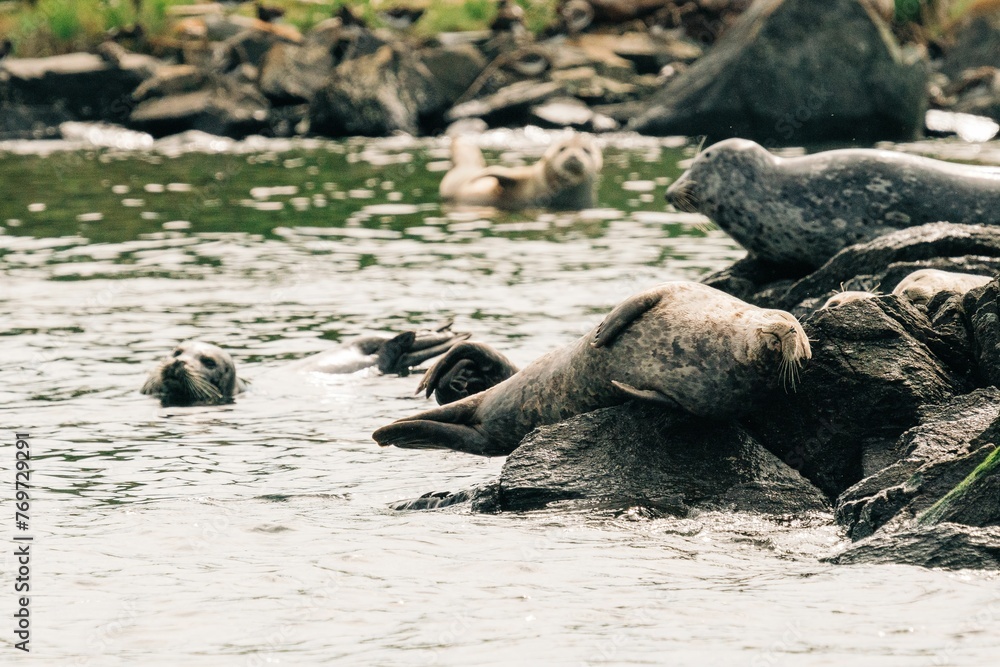 Fototapeta premium Group of seals resting in the sun on a rocky shoreline, peacefully lounging in the shallow waters