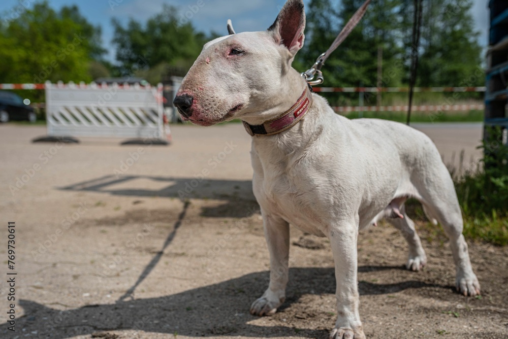 White Bull Terrier canine on a concrete road in a park White Bull Terrier canine on a concrete road in a park