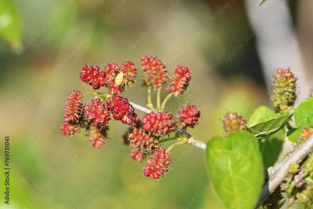 ripening morus rubra, commonly known as the red mulberry. ripening morus rubra, commonly known as the red mulberry.