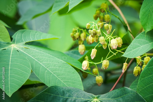 Close up photo of blooming cassava flower (Manihot esculenta) and cassava leaves. Concept for biology and botany. photo