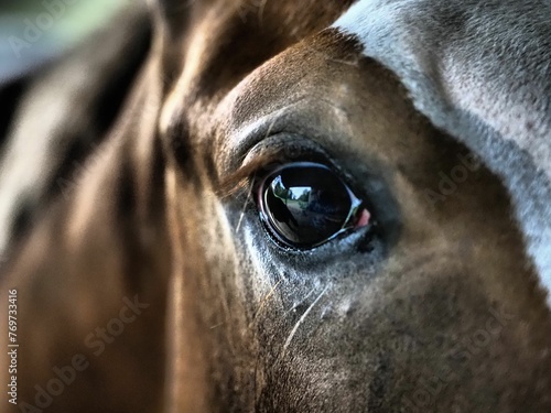 Close-up image of an eye of a brown horse © Wirestock