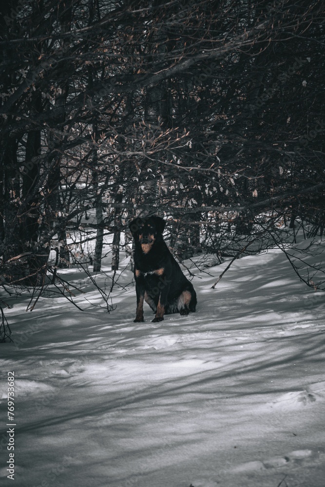 Black dog in a tranquil winter landscape, perched atop a snowy field