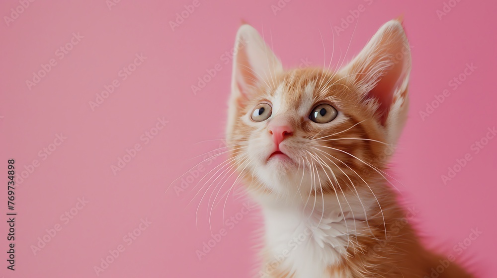 Fleecy kitty seeing camera disconnected on pink background