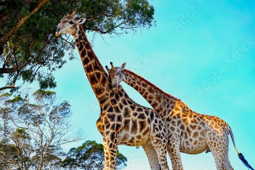 two giraffe standing next to each other next to tall trees