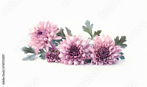 Isolated Pink chrysanthemum flowers on white background