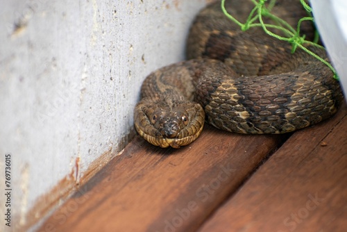 Fotografie Closeup of a snake hiding in a corner at a lake house