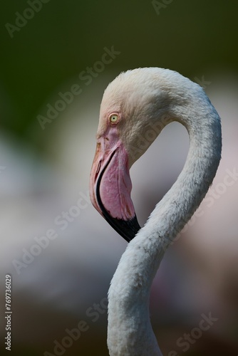 Close-up shot of a vibrant pink flamingo standing in a calm  tranquil environment