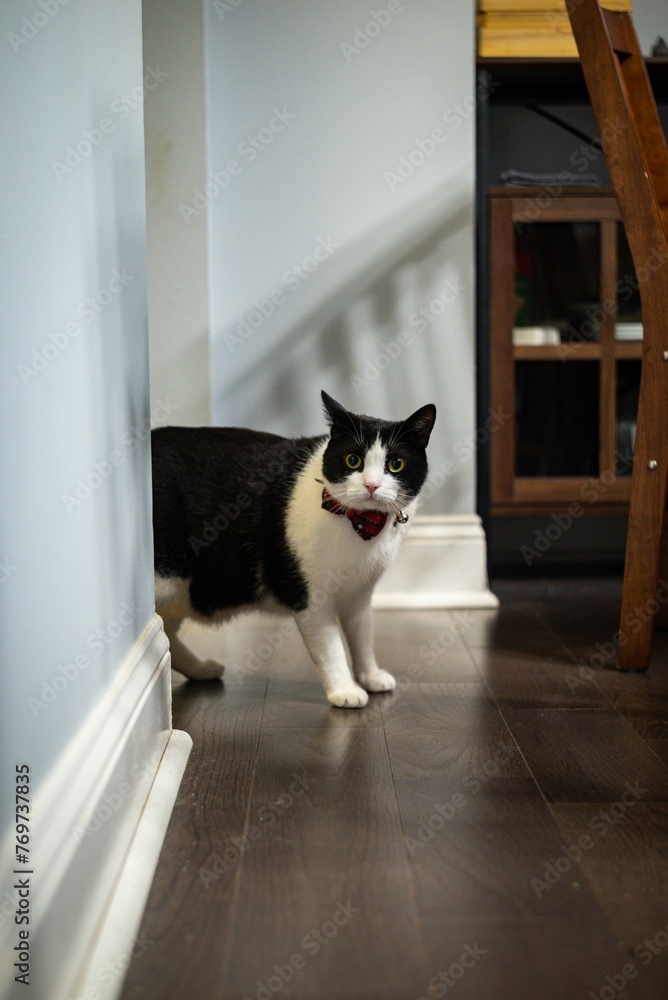 a black and white cat walking through an empty hallway in a home