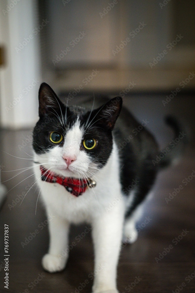 a black and white cat wearing a bow tie looks up