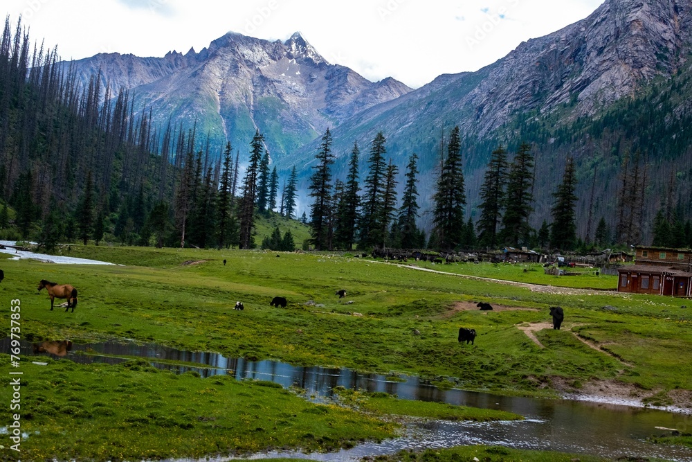 several brown and black horses grazing on lush green grass near a stream and mountains