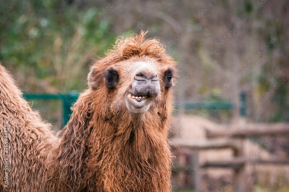 a portrait of a cute camel
