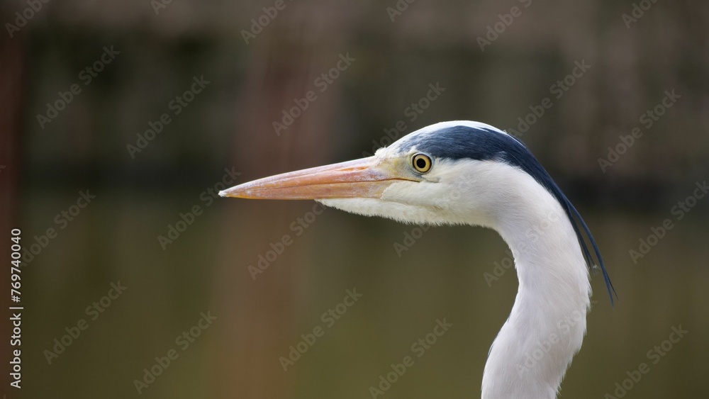 Close-up portrait of a Grey heron, its head and beak in focus against a blurred background Close-up portrait of a Grey heron, its head and beak in focus against a blurred background