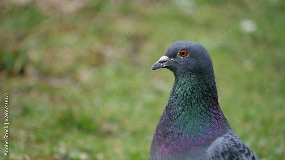 Close-up of a chrome-colored pigeon standing in a lush green meadow Close-up of a chrome-colored pigeon standing in a lush green meadow