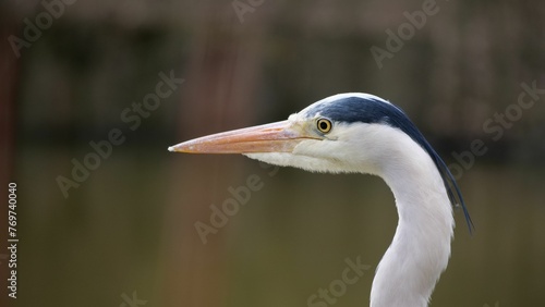 Close-up portrait of a Grey heron, its head and beak in focus against a blurred background