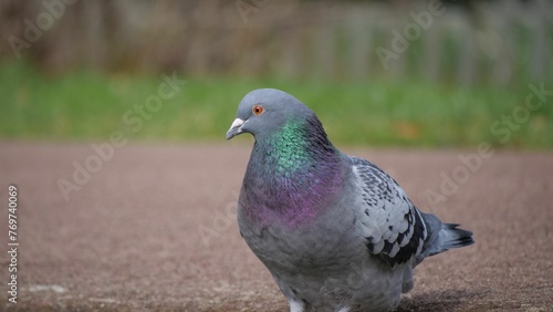 a pigeon sitting on the ground in a parking lot of gravel