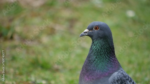 Close-up of a chrome-colored pigeon standing in a lush green meadow