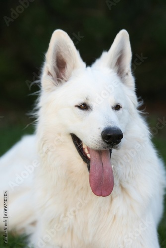 a white dog with its tongue out in the air, sitting on some grass