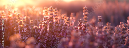 Close up lavender flowers in the lavender fields. Tourism and agriculture concept, oil production. © Alexey