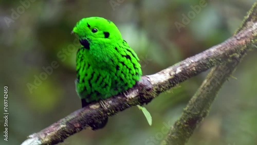 Beautiful Green broadbill (Calyptomena viridis) perched on the tree branch on a blurred background photo
