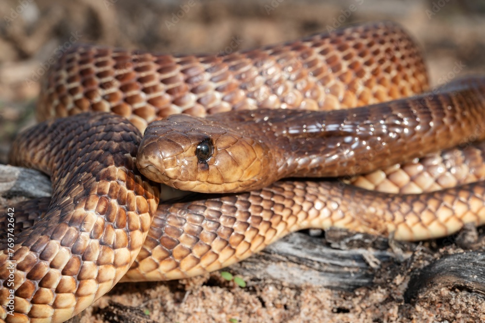 Close-up shot of a Cape Cobra a dangerously venomous snake species from Southern Africa Close-up shot of a Cape Cobra a dangerously venomous snake species from Southern Africa