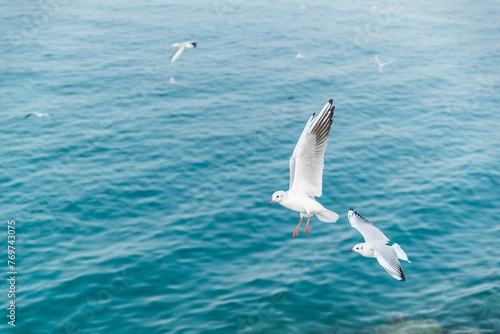 Seagulls soaring over the crystal clear blue water of the ocean