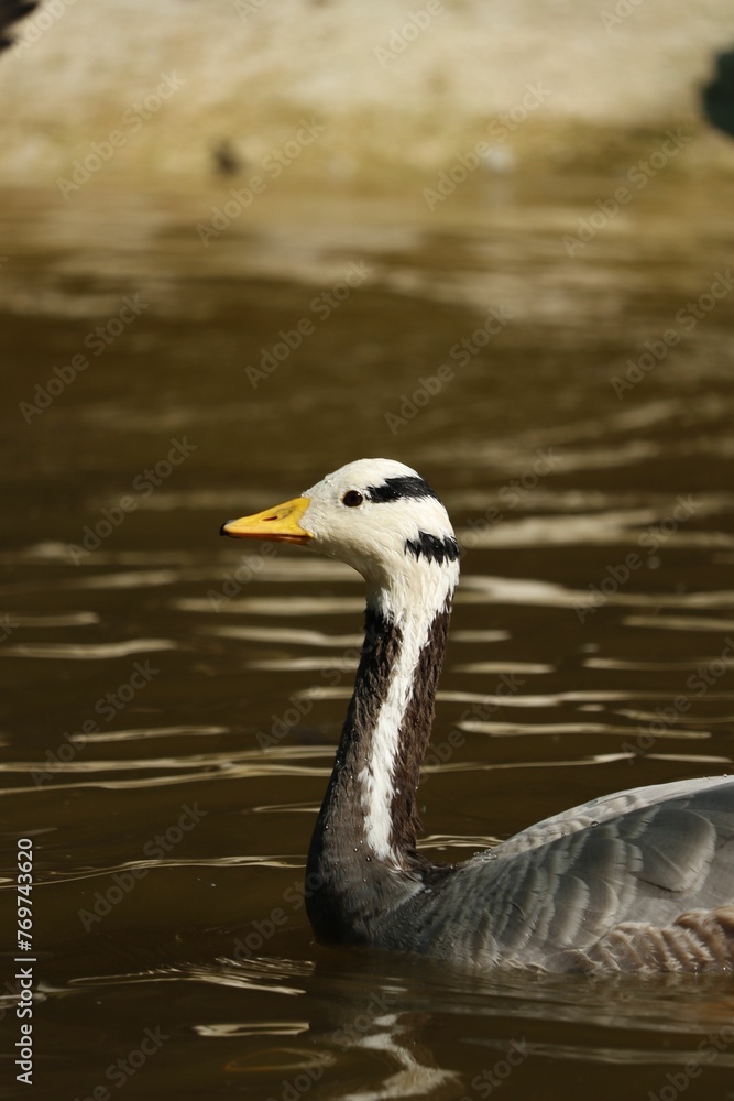 Close-up of a bar-headed goose swimming in a pond Close-up of a bar-headed goose swimming in a pond