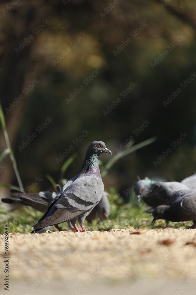 Obraz premium Vibrant close-up of blue pigeons eating on the floor, one of them alertly looking to its right