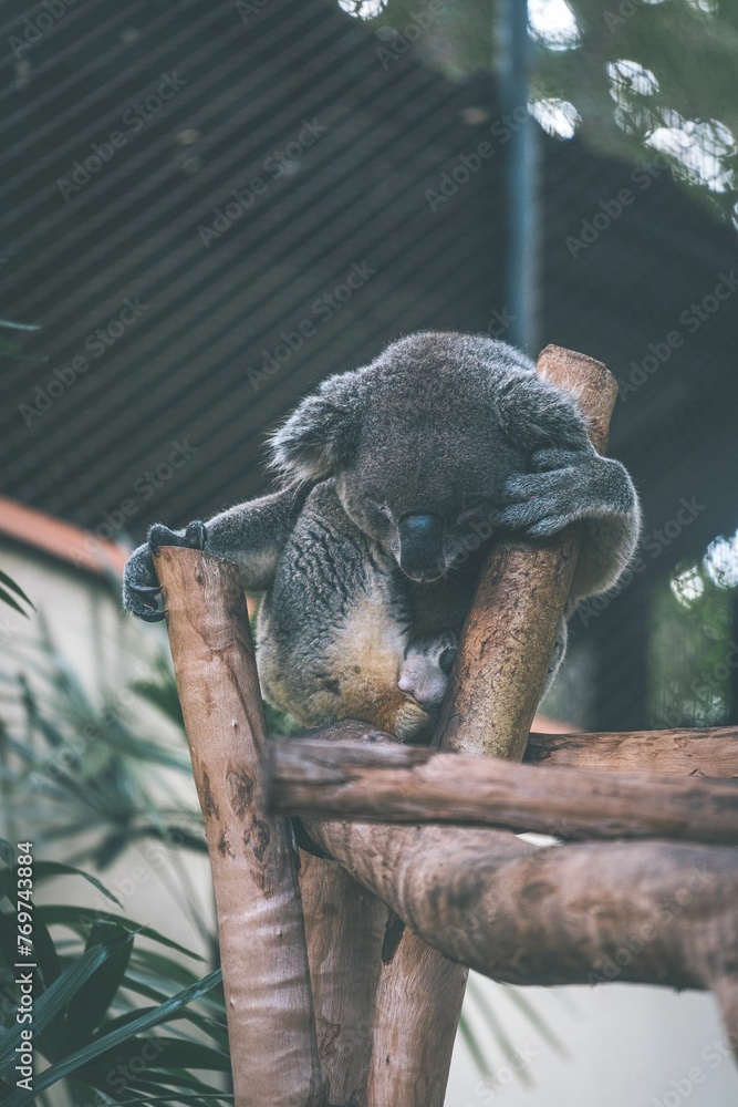 Obraz premium Cute koala bear perched on a wooden branch snoozing peacefully in its natural habitat.