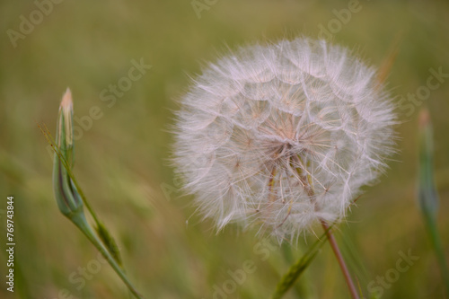 Dandelion goatbeard on blurred meadow background. Big dandelion. photo