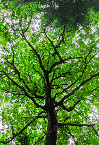 Vue d'en bas d'un arbre vert dans la forêt 