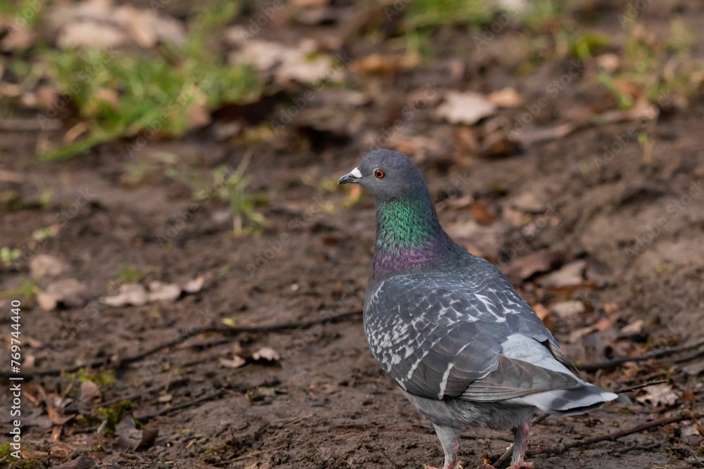 Pigeon perched on the ground outside by grass and soil Pigeon perched on the ground outside by grass and soil