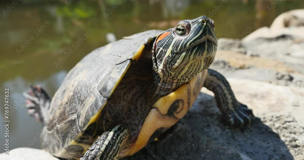 terrapin turtle sun bathe basking close up turtle terrapin turtle sun bathe basking close up turtle