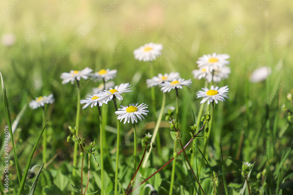 daisies in a meadow. Daisy flowers on green grass, close up. Floral background daisies in a meadow. Daisy flowers on green grass, close up. Floral background