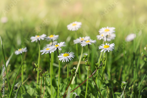 daisies in a meadow. Daisy flowers on green grass, close up. Floral background