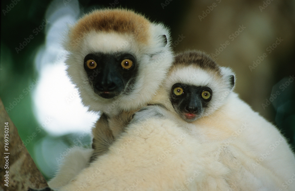 Fototapeta premium Lémurien, Propithéque de Vérreaux, Propithecus verreauxi, Madagascar